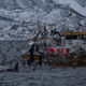 Image for article titled Killer Whales Are Coming For Our Seafood Supply
